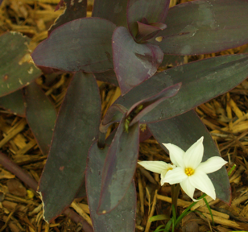 rainlily-setcreasea-web