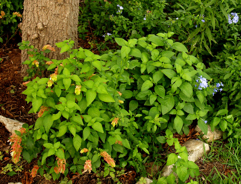 shrimp-plumbago-web