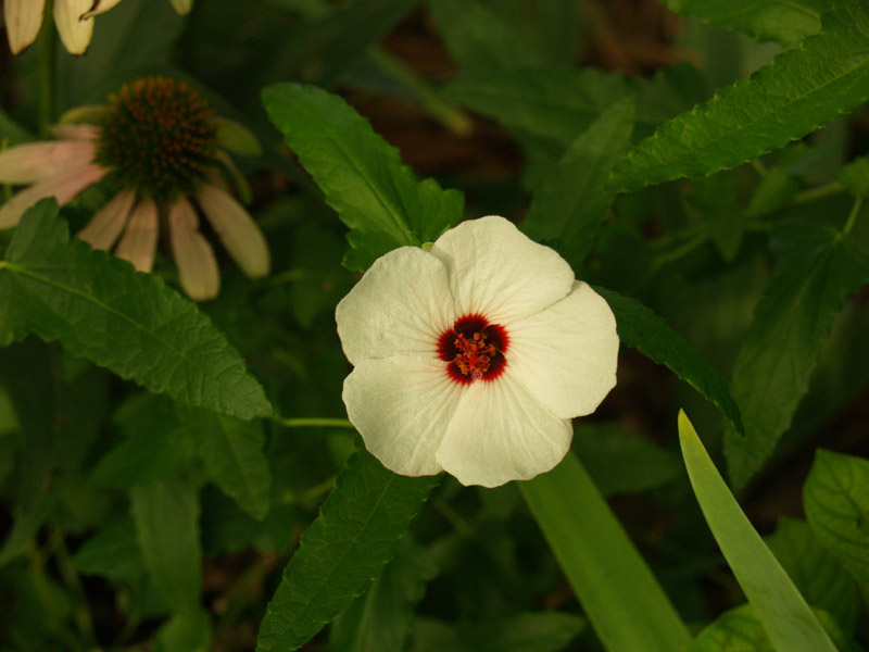 brazilian-rock-rose-web