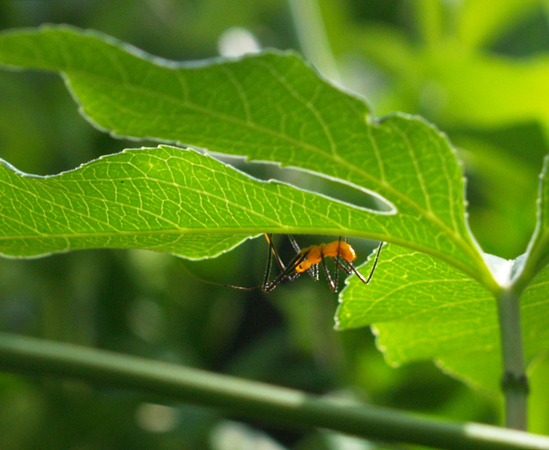 bug-nymph-3-web