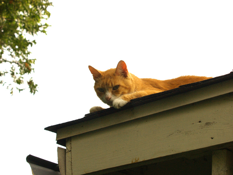 cedric-on-roof-web