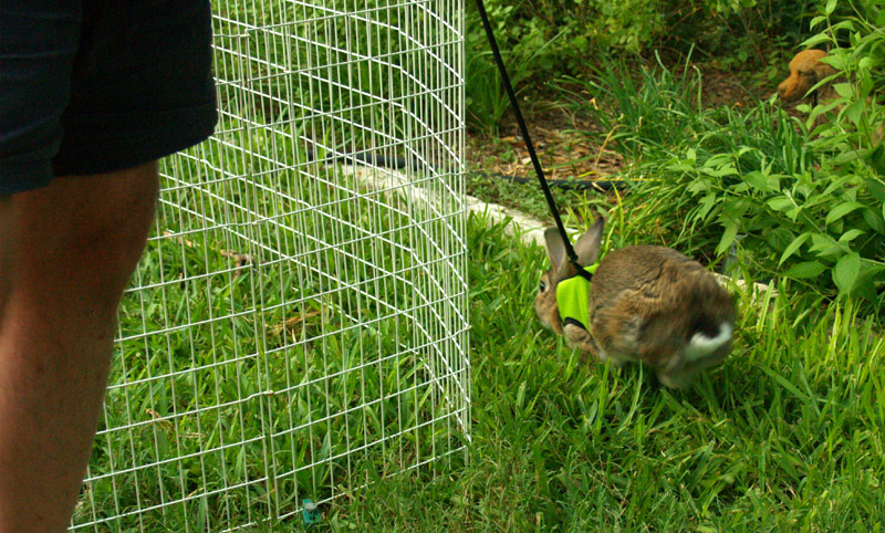 harvey-run-past-cage-web