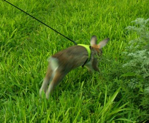 harvey-run-web Harvey on leash