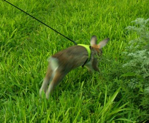 Harvey on leash