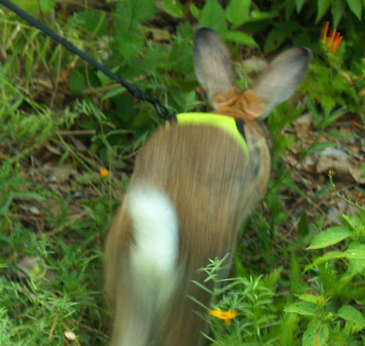 harvey-tail-web