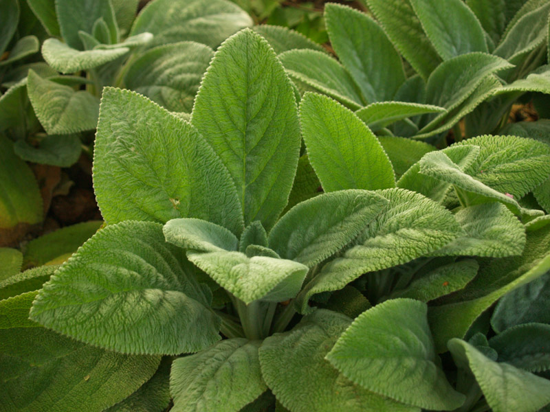 lambs-ears-web