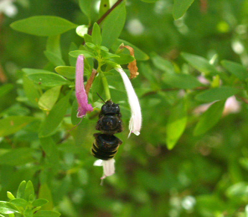 mexican-oregano-bee-web