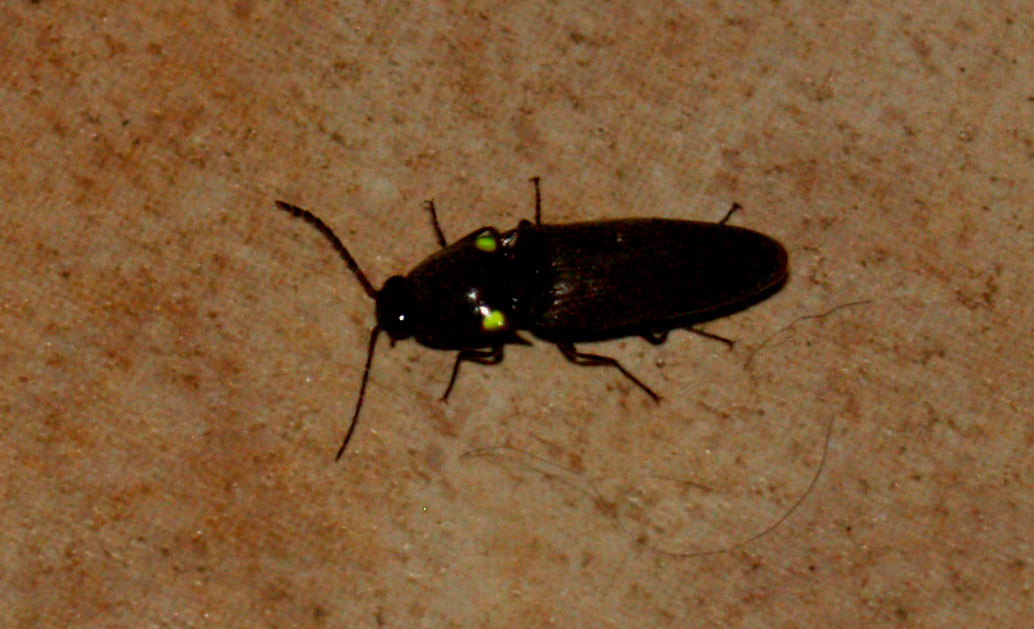 neon-eyed-bug-web