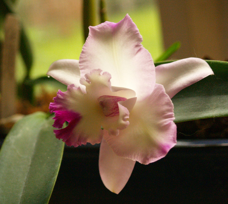 orchid-catleya-web