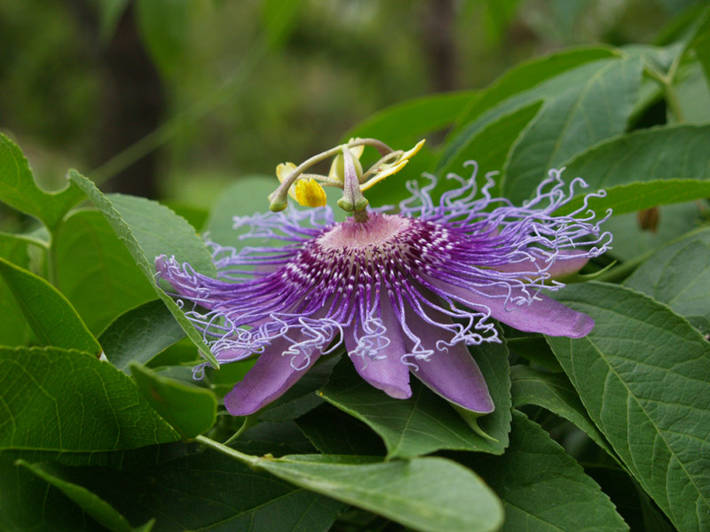 passionvine-august-08-web
