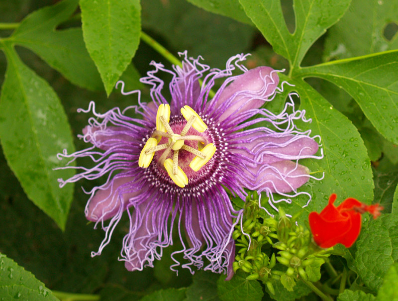 passionvine-with-turks-cap-web