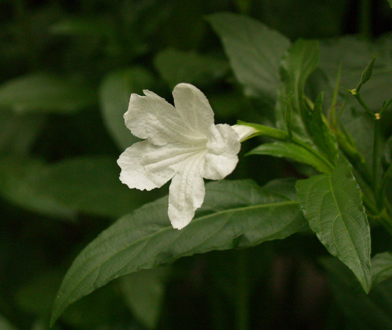 ruellia-web