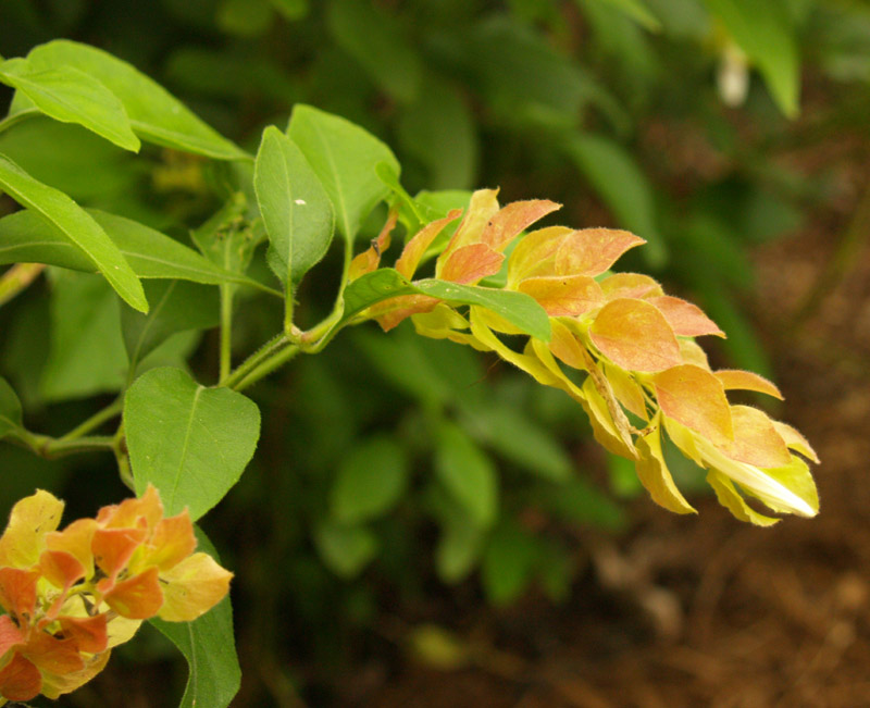 shrimp-plant-08-best-web