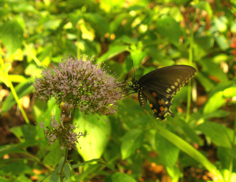 umbrella-plant-swallowtail-web