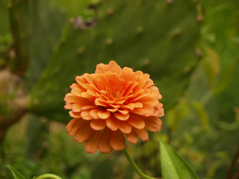 zinnia-prickly-web