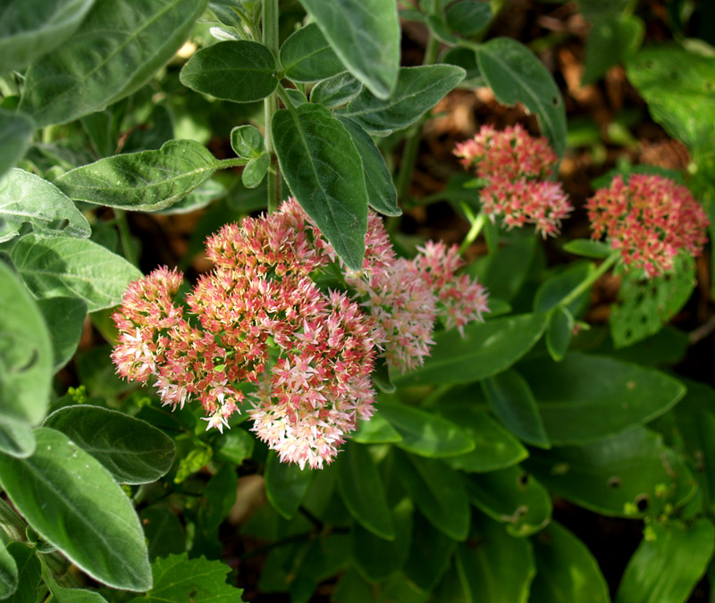 autumn-sedum-dicliptera-web