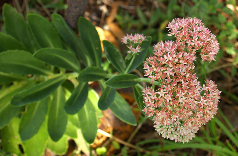 autumn-sedum-wider-web