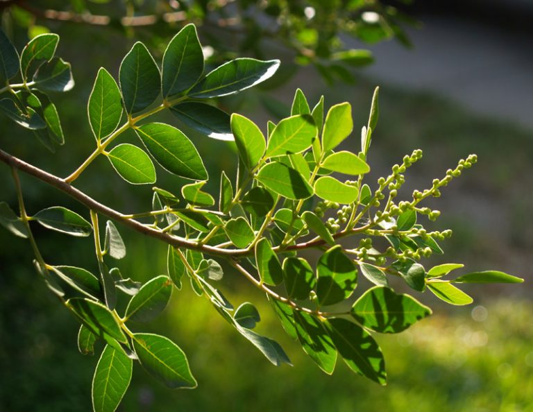 evergreensumacweb Central Texas Gardener