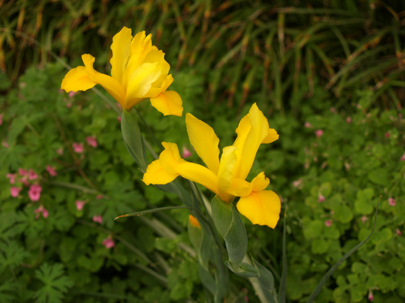 iris-dutch-yellow-web