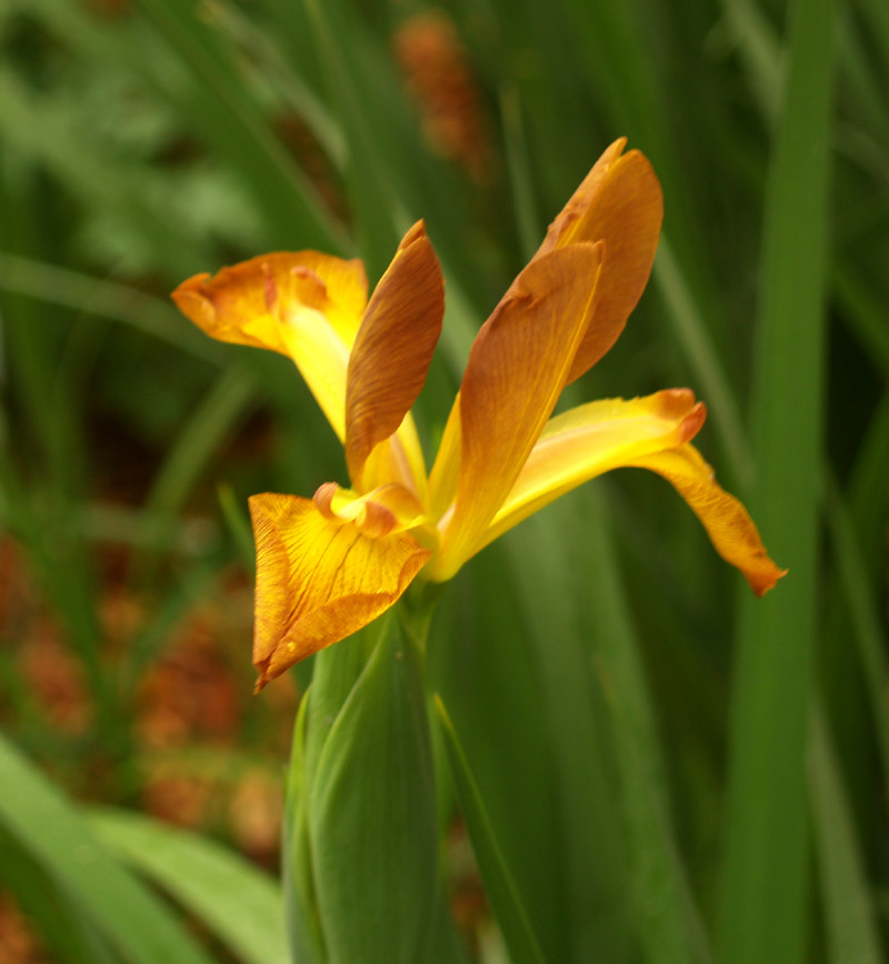 iris-spuria-gold-web