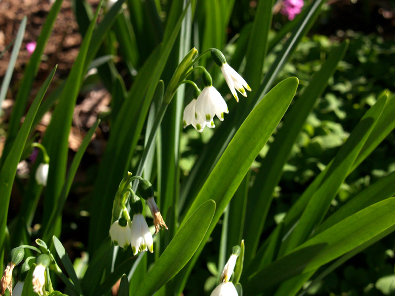leucojum-08-web