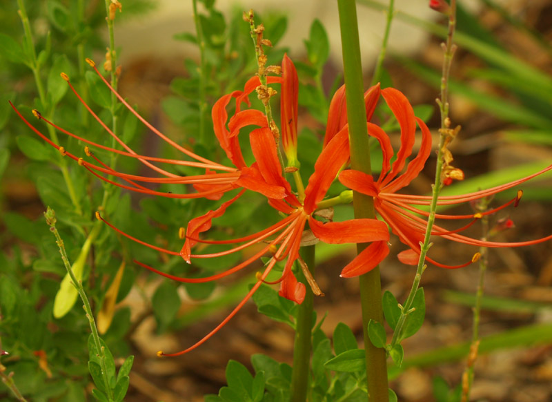 lycoris-cu-web