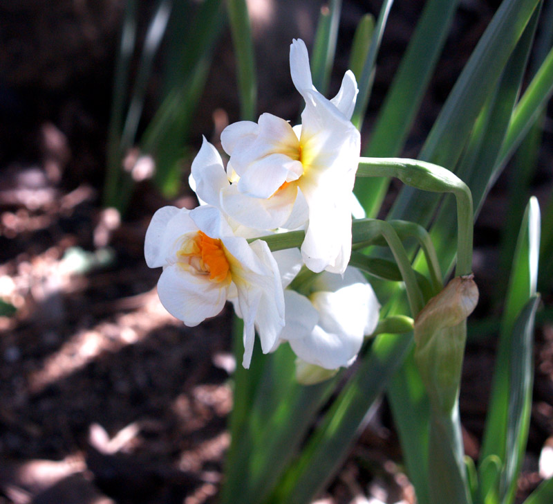 narcissus-abba-web