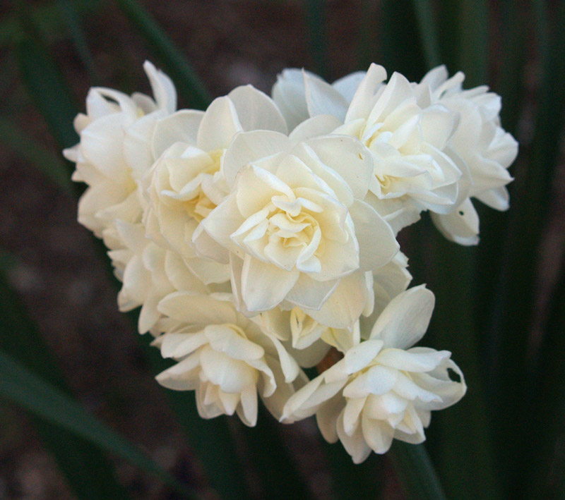 narcissus-erlicheer-web