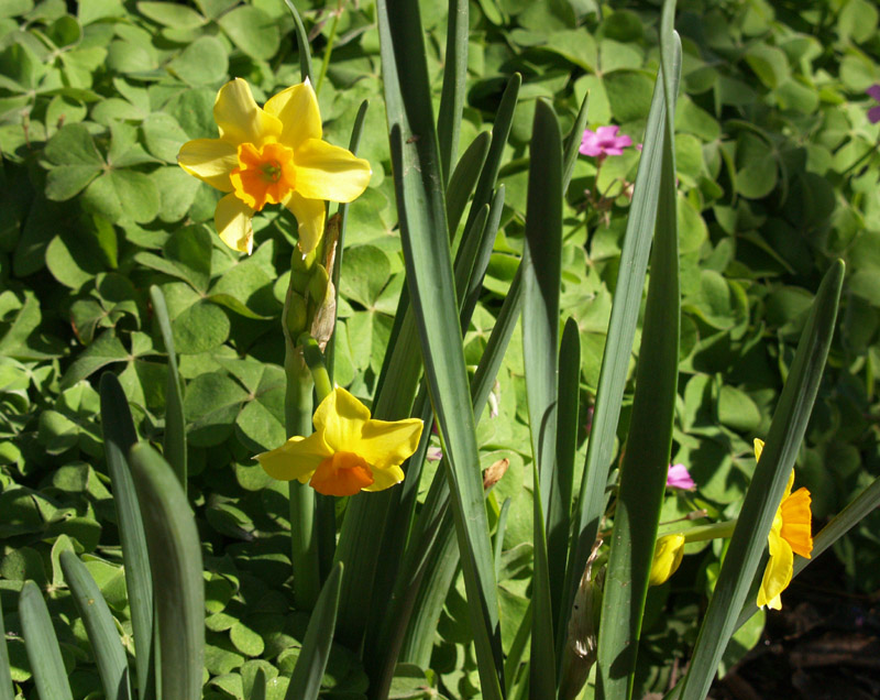 narcissus-falconet-web