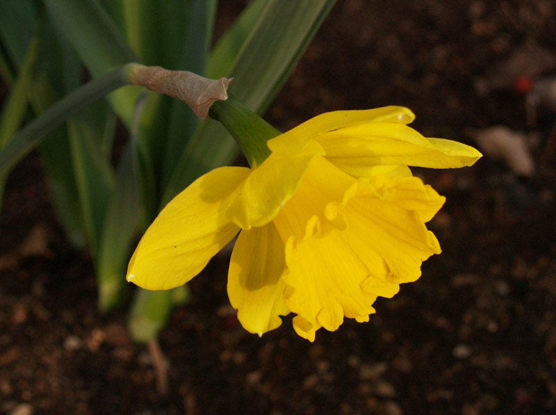 narcissus-giant-star-web
