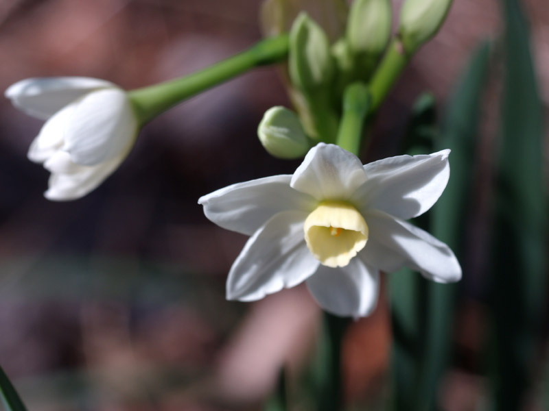 narcissus-web