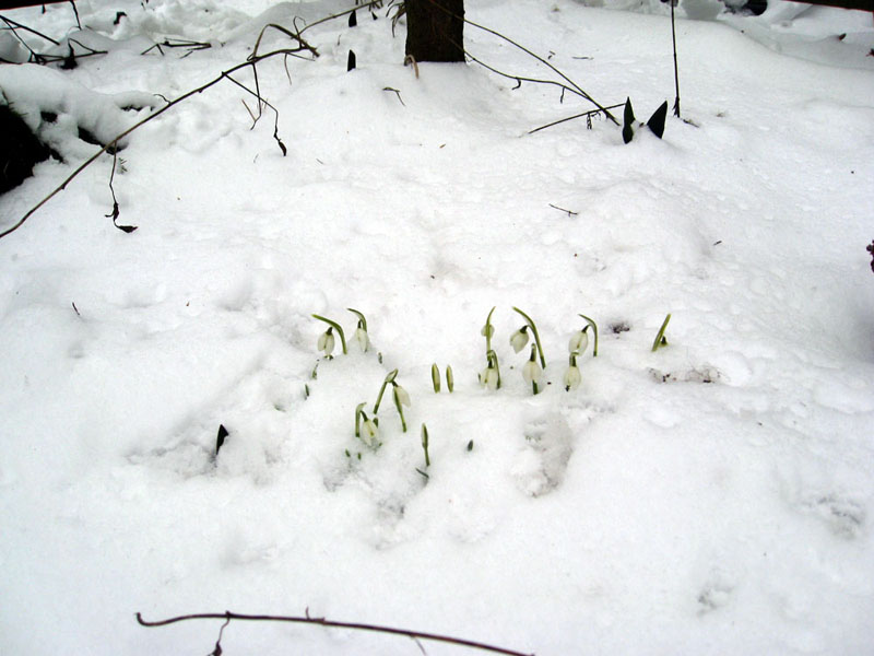 snowbells-web