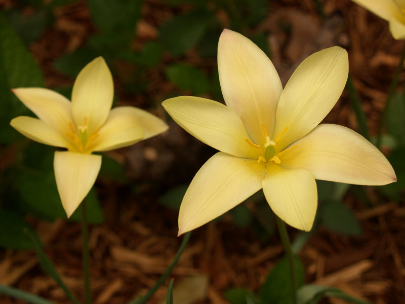 tinka-tulip-2-web