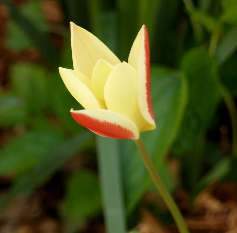 tinka-tulip-side-web