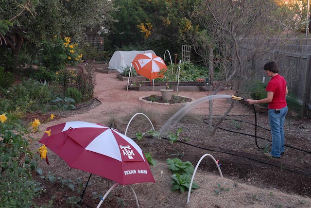 umbrellas