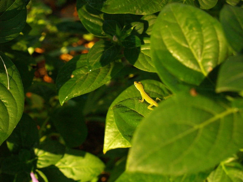 anole-web