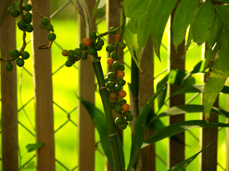 bamboo-palm-berries-web