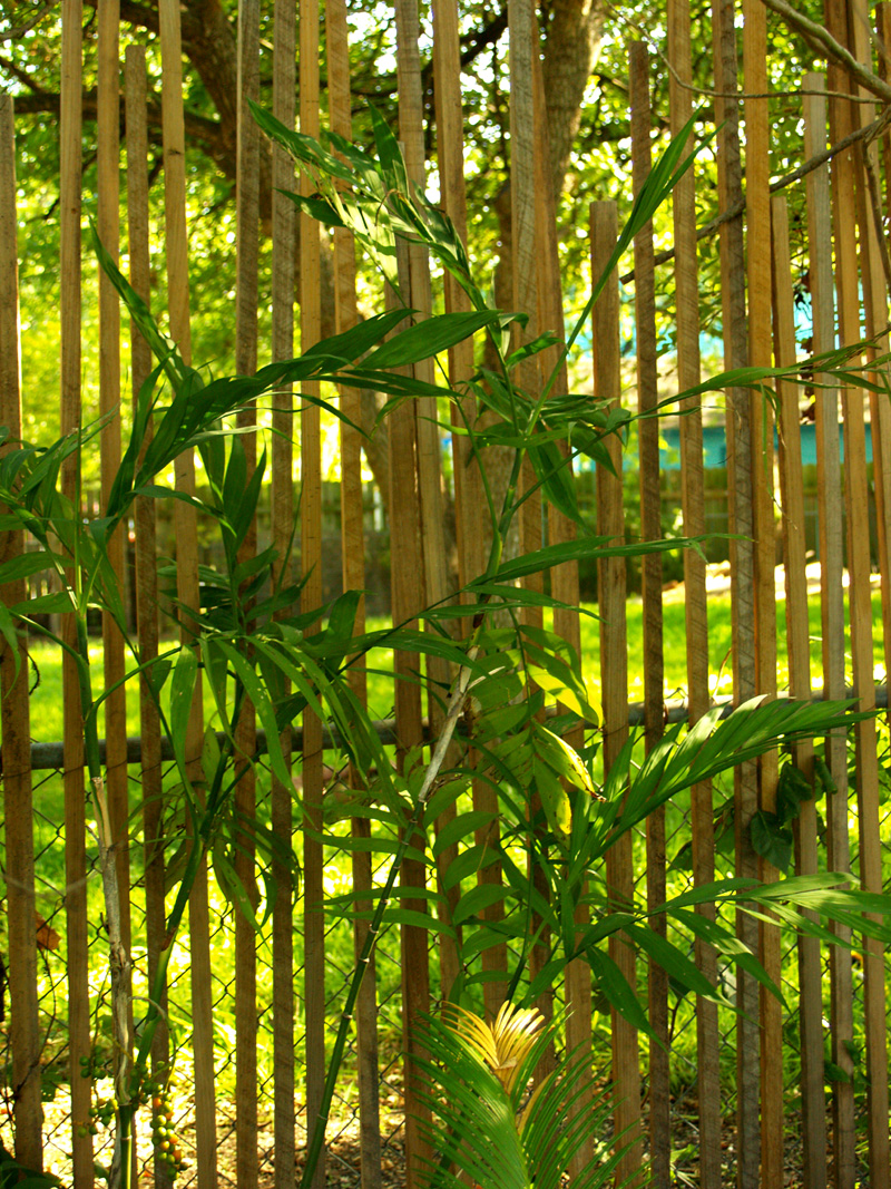 bamboo-palm-moved-web