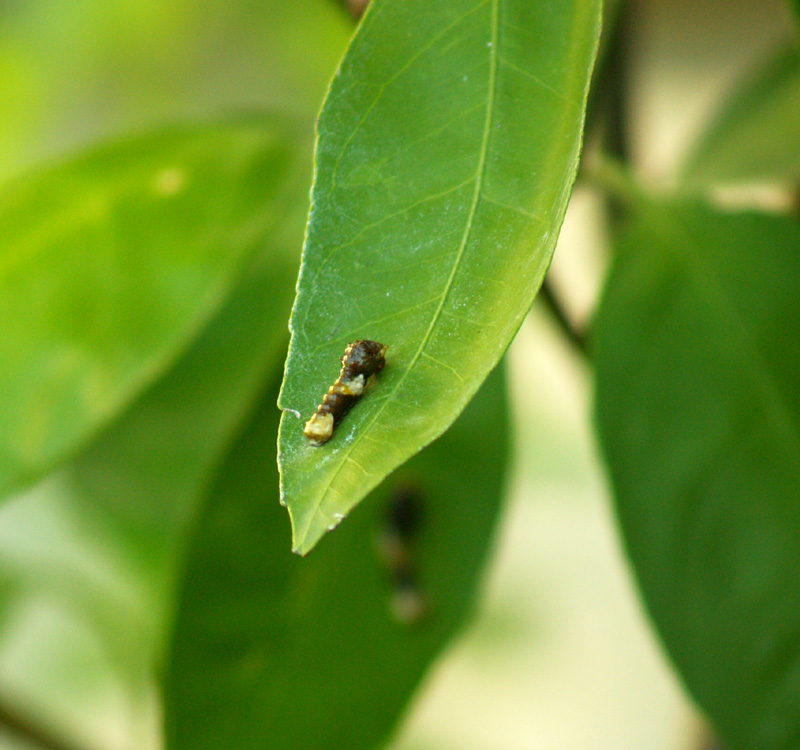 butterfly-larva-1st-web
