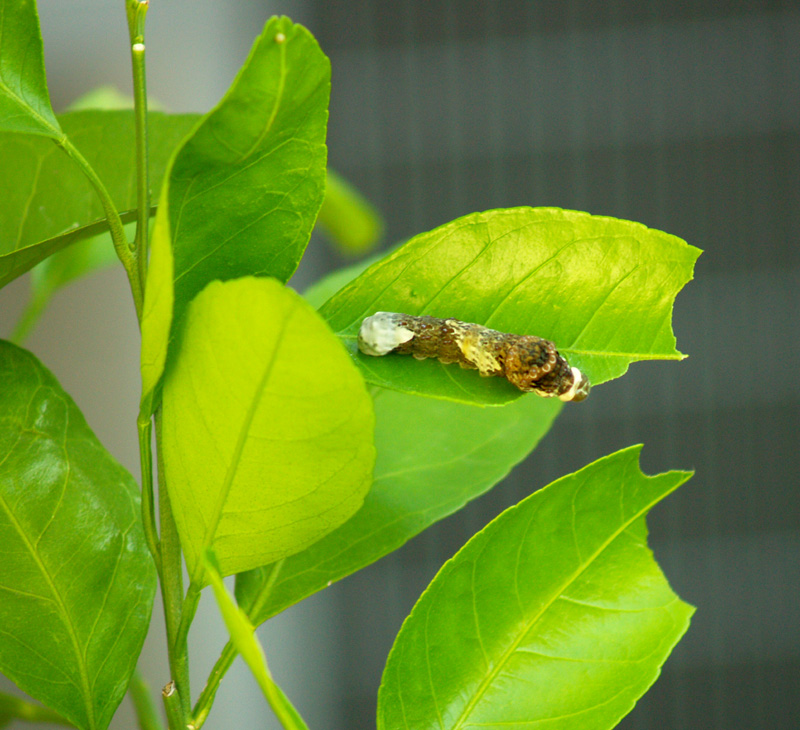 butterfly-larva-2nd-web