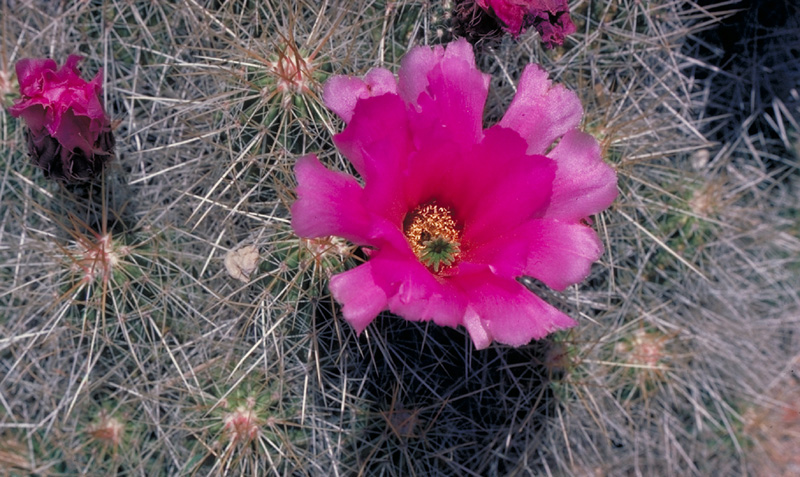cactus-flower-web-crop