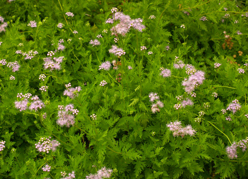 eupatorium-wide-web