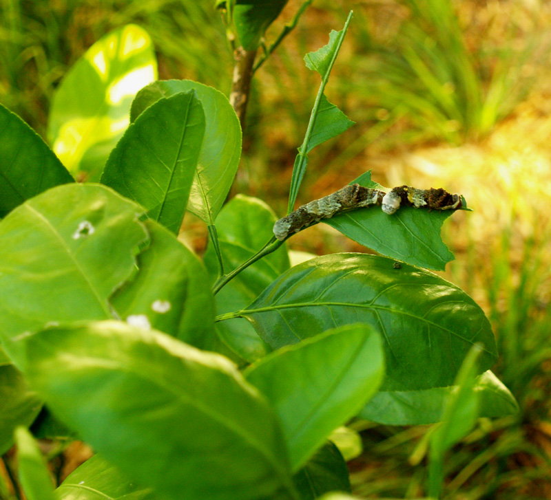 larva-walk-1-web