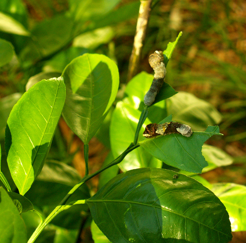 larva-walk-2web