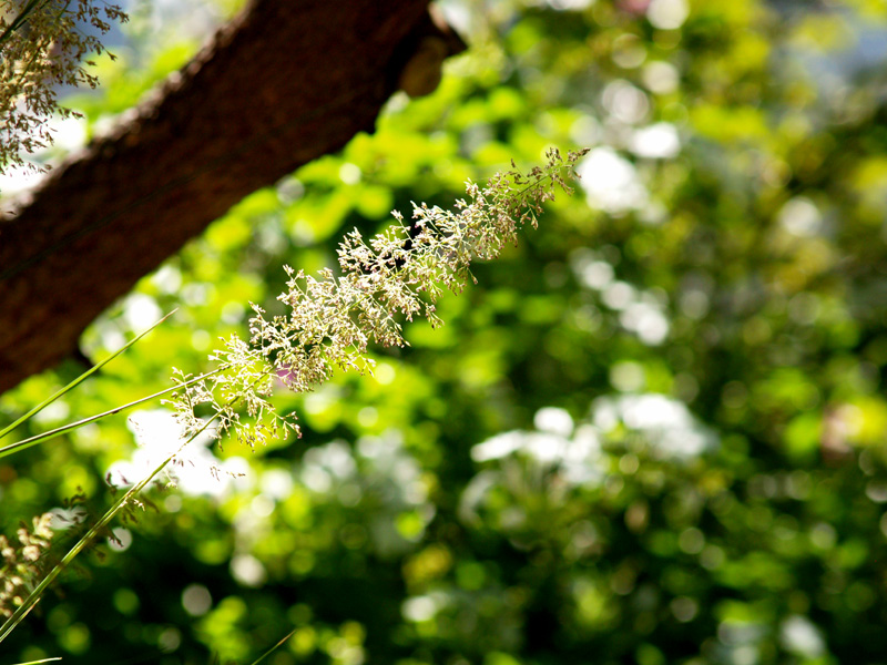 lindheimer-muhly-2-web