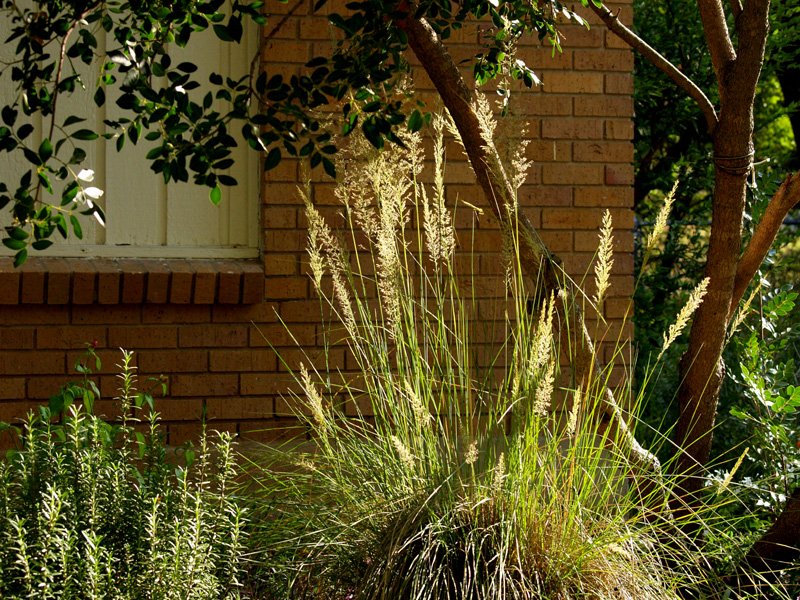 lindheimer-muhly-wide-web
