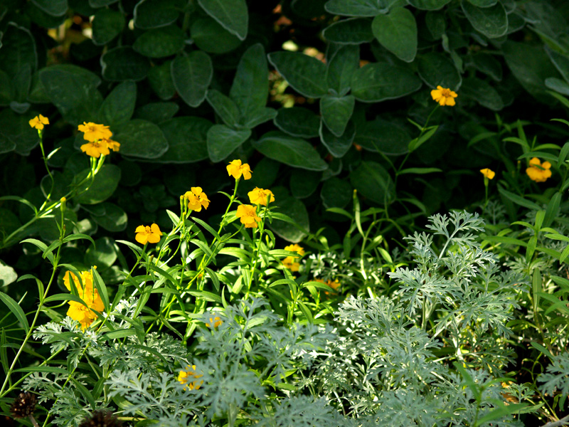 mexican-mint-artemesia-web