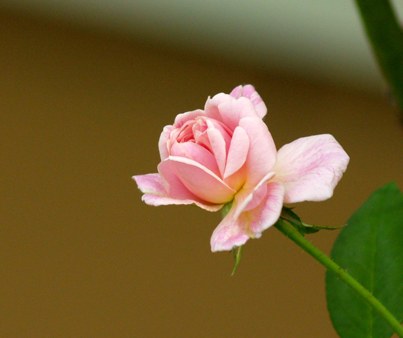 rose-cecile-web