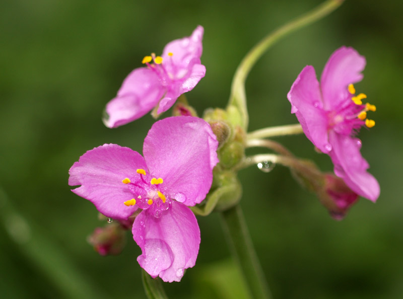 spiderwort-best-web