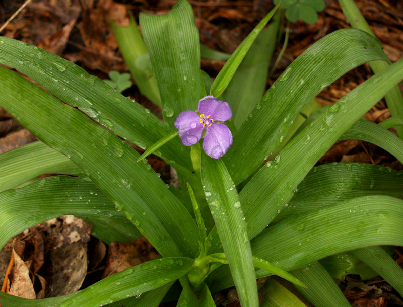 spiderwort-fence-web
